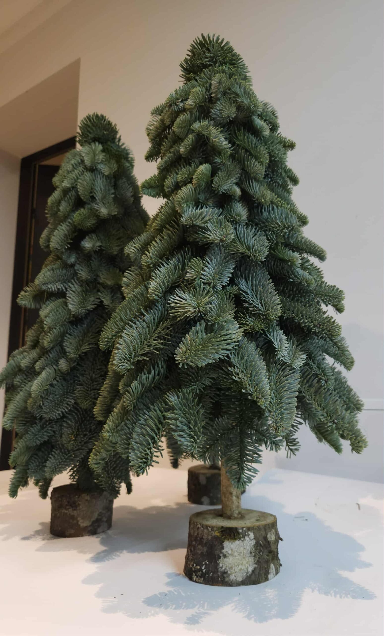 Kėnio šakų eglutė 60cm - Image 3